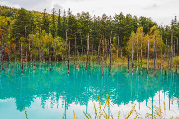 白金青い池（北海道・美瑛）｜BluePond,Biei,Hokkaido