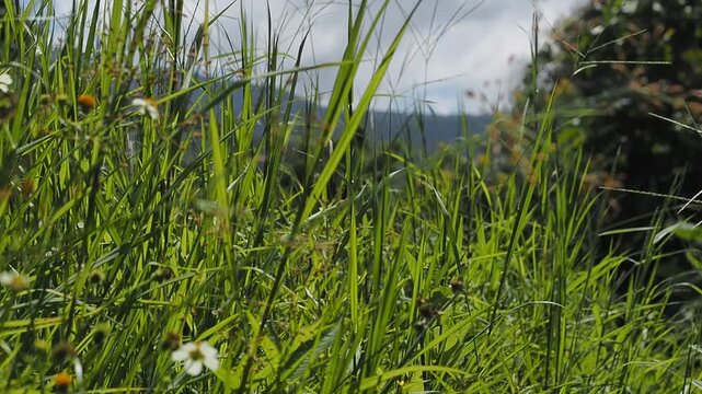 A low-angle, close-up view of tall, bright green grass and weeds, catching the sunlight, with small white wildflowers (possibly Bidens alba) visible, and a soft-focus background of mountains and folia