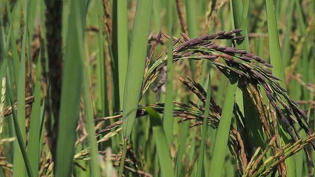 A close-up view of dark purple rice ears (likely Black Rice or Riceberry) surrounded by tall green rice leaves in a paddy field.