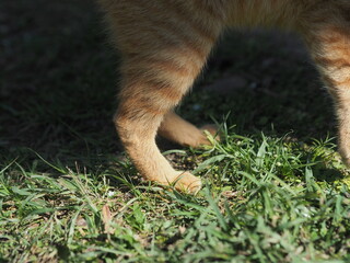 A close-up view of the lower leg and paw of an orange or ginger-striped cat standing on a mixture of short and tall green grass, with the background in shadow.