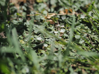 An herbaceous plant characterized by slender stems, small, narrow leaves, and tiny white to purplish flowers. It is highly valued in traditional medicine for its intensely bitter taste.