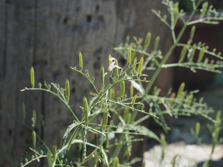 An herbaceous plant characterized by slender stems, small, narrow leaves, and tiny white to purplish flowers. It produces elongated, erect seed capsules or pods, and is highly valued in traditional me
