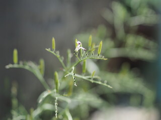 An herbaceous plant characterized by slender stems, small, narrow leaves, and tiny white to purplish flowers. It produces elongated, erect seed capsules or pods, and is highly valued in traditional me