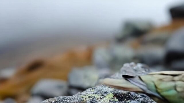 A small brown parrot with a scaly chest pattern, green wing feathers and a curved dark beak perched on a rocky surface.