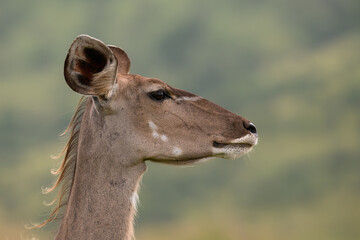 Obraz premium Tight closeup of a female Kudu