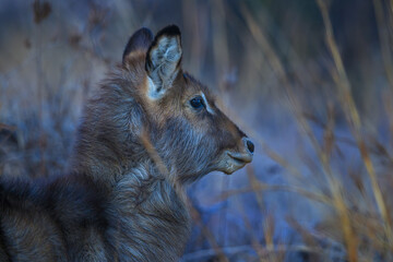 Closeup of a male waterbuck calf
