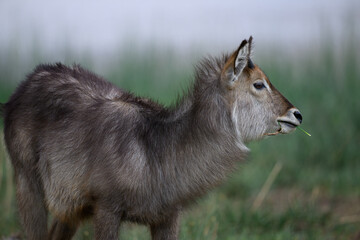 Closeup of a young male water buck