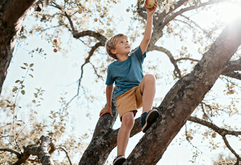 Fototapeta premium Young boy climbing a tree to pick ripe apple on a sunny day in an orchard surrounded by blooming branches