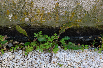 Close-up of small green plants growing among gravel against a mossy, weathered wall. A quiet, natural scene that highlights resilience and life thriving in urban outdoor spaces.