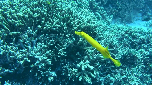 A vibrant yellow Trumpetfish (Aulostomus chinensis) swimming over coral in a shallow tropical lagoon on the Great Barrier Reef, Queensland.