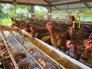 A brown laying hen is pictured inside a battery cage, representing the stark reality of commercial farming and industrial agriculture in modern egg production.