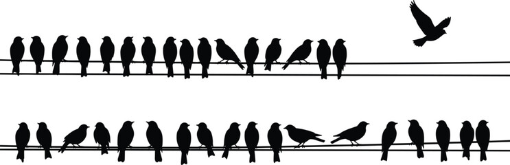 Silhouette birds perched on power lines, flock of birds in nature, minimal wildlife photography, abstract pattern, flying bird, symmetry, contrast