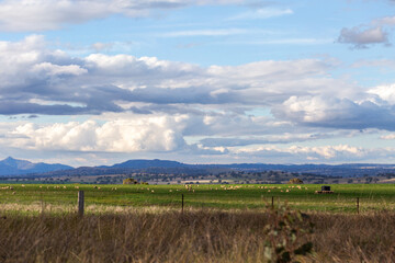 Roadside paddock view of green farmland with flock of sheep