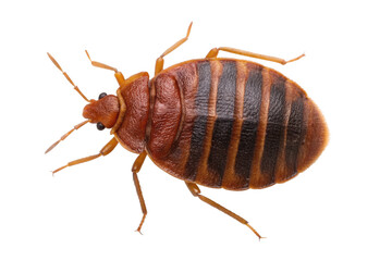 Close up of a bed bug isolated on transparent background, a parasitic insect