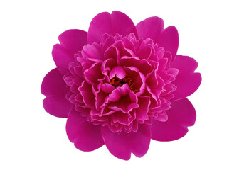 Vibrant magenta peony flower isolated PNG, close-up of a beautiful bloom on transparent background for botanical design projects