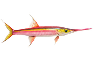 Obraz premium Colorful needlefish isolated on transparent background, a tropical marine predator