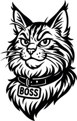 Majestic Maine coon cat wearing a collar