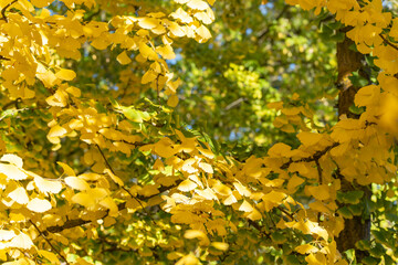 Obraz premium Ginkgo tree Ginkgo biloba branches covered with yellow leaves glow in sunlight. The play of light and shadow adds depth to the autumn scene.