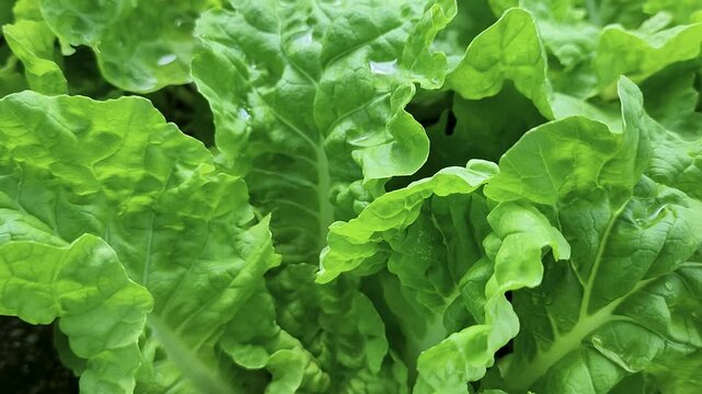 Fresh escarole vegetable under sunshine.