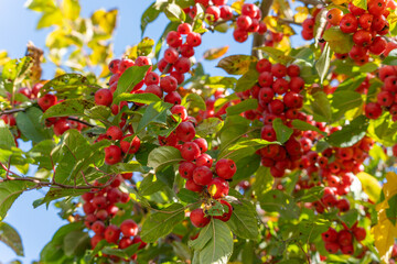 Ripe red crabapples Malus growing densely among green leaves. The sunlight enhances their lively autumn tones.