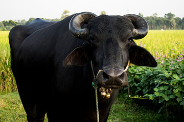 Buffaloes are grazing and eating grass in a grassland.