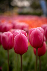 just tulip pink flower head macro and blurry background portrait