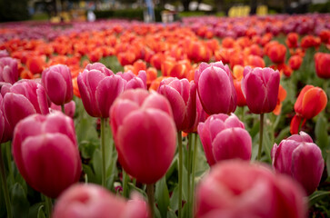  pink tulip flower head macro and blurry background with red tulips landscape