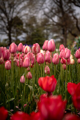  pink tulip flower head with green stem macro and blurry background portrait