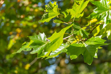 Bright green leaves of a plane tree Platanus hispanica shine in the sunlight. The vivid greenery creates a lively natural pattern.
