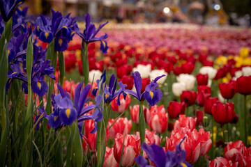 single blue iris head close up in front with pink tulips in the background landscape