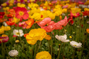 red close up poppy in a yellow and pink poppy field landscape