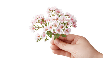 Hand Holding Delicate Pink Flowers: Spring, Romance, Minimalist