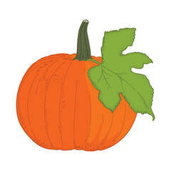 pumpkin with leaf on a white background