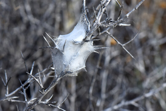 A delicate silken spider egg sac suspended in an intricate web amidst dry, thorny brown vegetation. Focuses on the natural structure and the spider's reproductive cycle in the harsh environment.