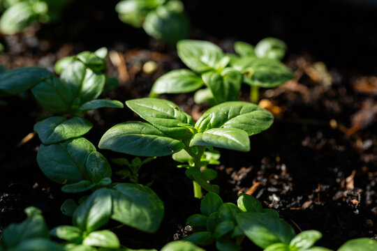 Close up detail of basil plant growing in veggie garden pot