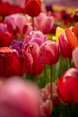 focus on middle red and pink tulip close up with no sky portrait