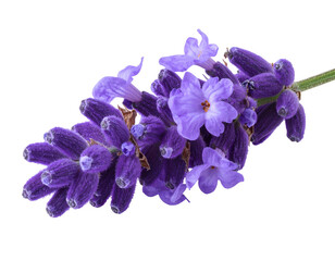 Naklejka premium Close-up of a sprig of fragrant purple flowers with green stem against black