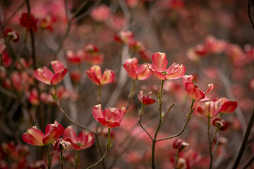 pink dogwood tree in bloom in canberra landscape