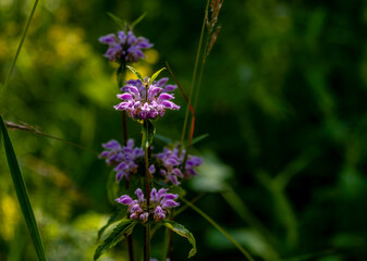 Blue flowers in the garden close-up.