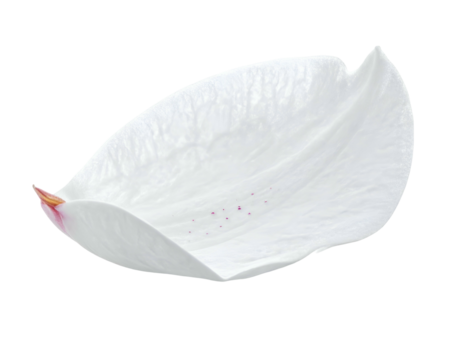 A close-up of a delicate, white petal with subtle pink markings on black background