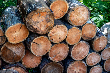 Trees sawn into logs are lying on the street.