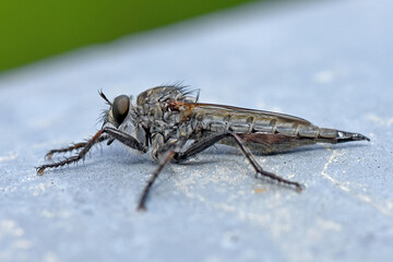 Close-up, profile view of a Robber Fly (Machimus sp., family Asilidae) showcasing its bristly thorax, elongated body, and large eyes. The insect is resting on a metallic gray background.