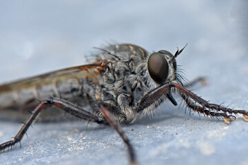 An extreme close-up (macro) of a Machimus species robber fly (Asilidae family), featuring its large compound eyes, bristly head, and powerful legs, resting on a gray, textured surface.