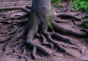 The large roots of the tree are spread over the ground.