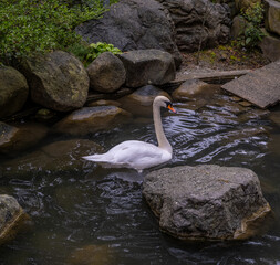 A white swan in the pond water among the rocks.