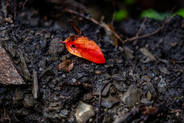 A yellow-red autumn leaf on the ground.