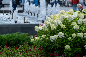 Flowers in the park near the fountain in summer.