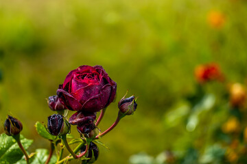 Red rose on a branch in the garden in summer close-up.