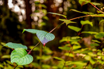 A green leaf on a branch on a summer day in close-up.