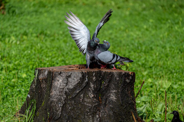 Pigeons kiss on a summer day.